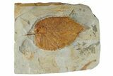 Detailed Fossil Leaf (Celtis) - Montana #268313-1